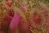 Pink corynactix anemone