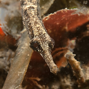 pipefish