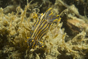 Plycera atra with skeleton shrimp