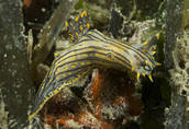 Polycera atra