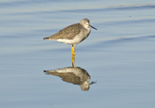 Shorebird