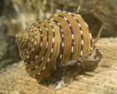 Ring-top snail.