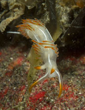 Flabellina trilineata