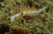 Flabellina trilineata.