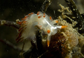 Flabellina trilineata