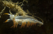 Flabellina trilineata