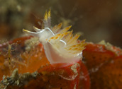 Flabellina trilineata