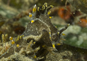 Polycera hedgpethi (2)