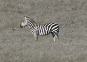 Hearst zebra.