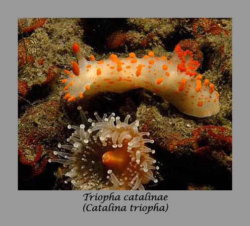 Clown triopha nudibranch