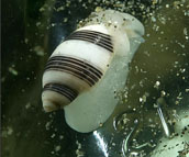 marine snail