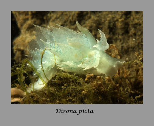 Dirona picta nudibranch
