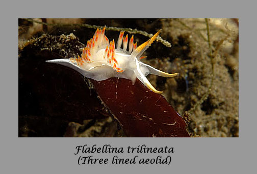 Flabellina trilineata nudibranch