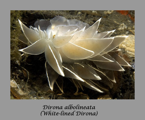 Dirona albolineata nudibranch