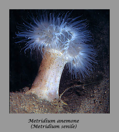 metridium anemone