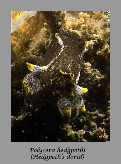 polycera hedgpethi nudibranch