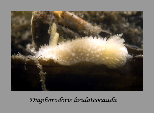 Diaphorodoris lirulatocauda nudibranch