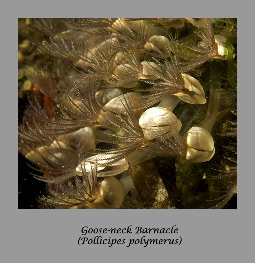 goose-neck barnacle