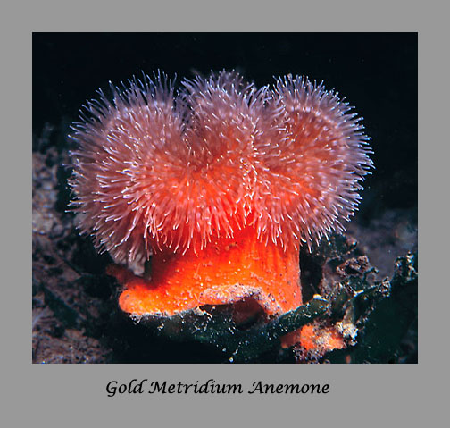 Gold Metridium anemone