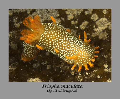 triopha nudibranch