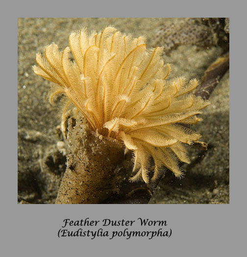 feather duster worm