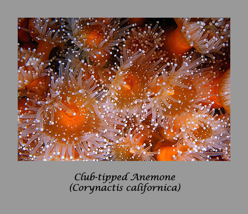 club-tipped anemone