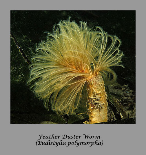 feather duster worm