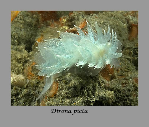 Dirona picta nudibranch