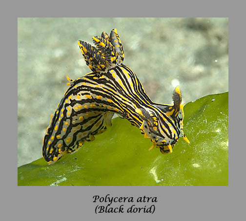 Polycera atra nudibranch