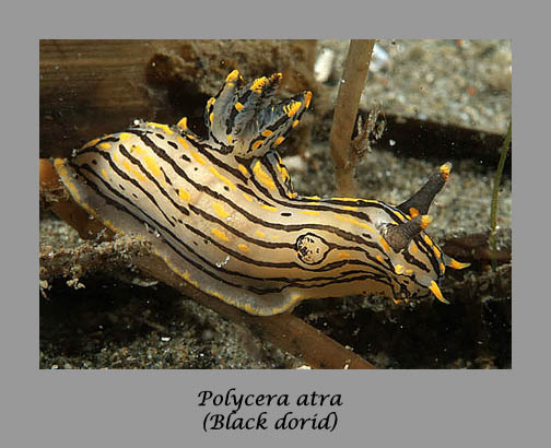 Polycera atra nudibranch