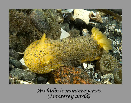 Archidoris montereyensis nudibranch