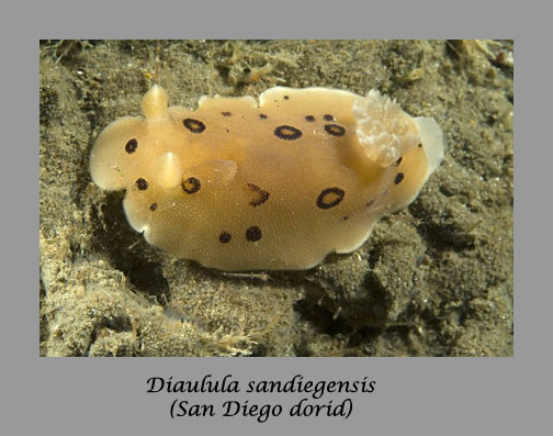 Diaulula sandiegensis