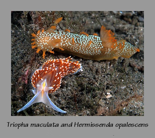 2 nudibranchs