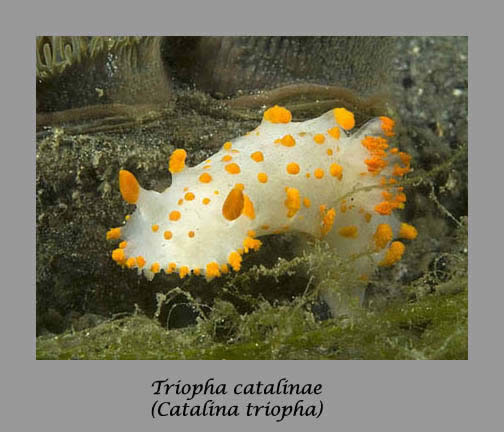 Clown triopha nudibranch