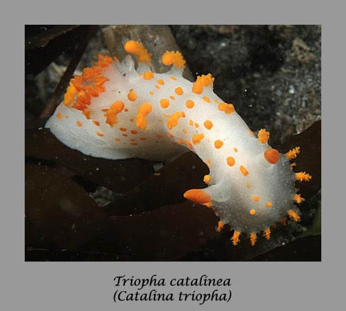Clown triopha nudibranch