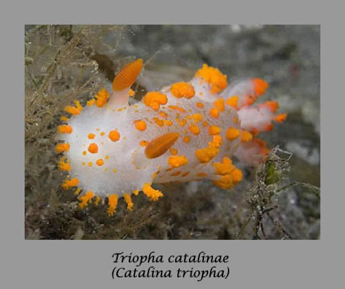 Clown triopha