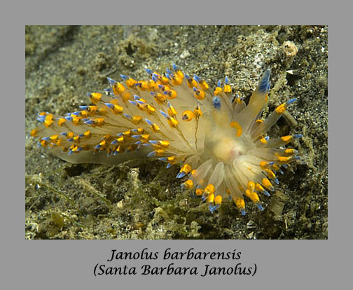 janolus nudibranch