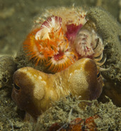Octopus with crown of serpulid worms.