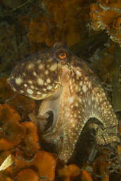 Octopus in red bryozoan.