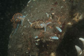 Two Hermissenda nudibranchs on sheep crab