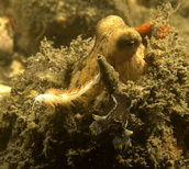 Octopus with two nudibranchs