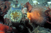 Gold metridium, red bryozoan, horseneck clam siphon