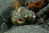 Sandy-headed fringehead living at edge of tire