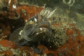 Fringehead in heavily encrusted pipe or bottle