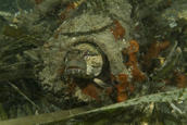 Fringehead in junk