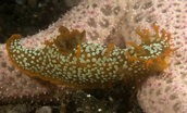 Triopha maculata nudibranch crawling on sea star arms