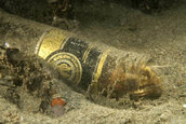 Blenny trying to find the answer in a liquor bottle