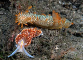 Triopha maculata above, Hermissenda crassicornis below