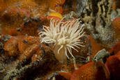 Anemone in bryozoan