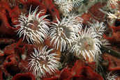 Anemones living in red bryozoan